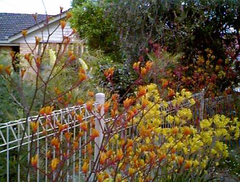 Kangaroo Paws along Front Fence